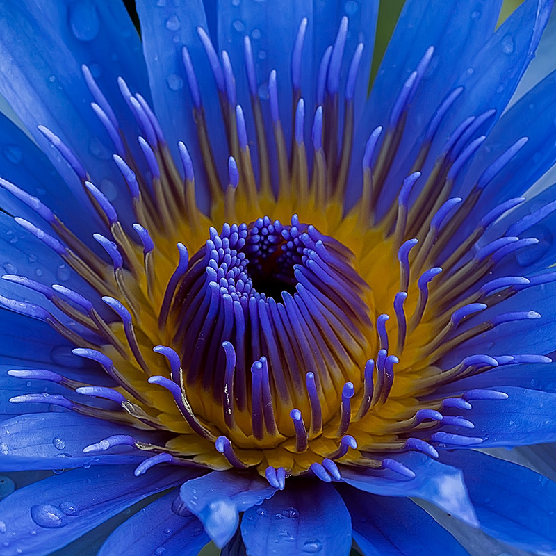Blauwe Lotus bij Piroska Blauwe Lotus bij Piroska